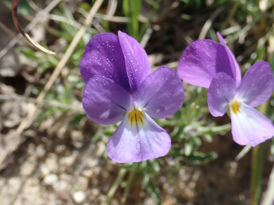 Viola gracilis, photographed by John Kenrick Gibson