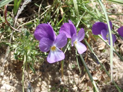Viola gracilis, photographed by John Kenrick Gibson