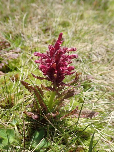Pedicularis olympica, photographed by John Kenrick Gibson