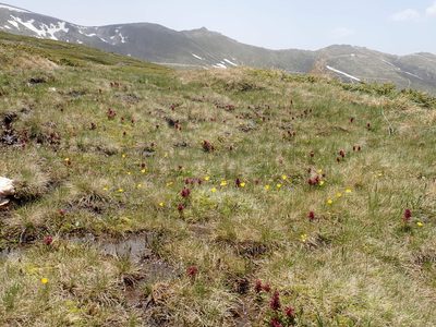 Pedicularis olympica, photographed by John Kenrick Gibson