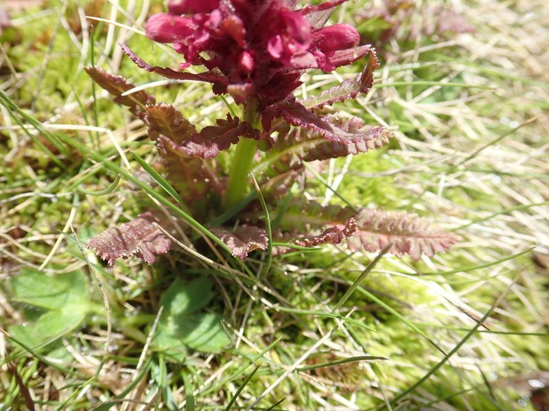 Pedicularis olympica, photographed by John Kenrick Gibson