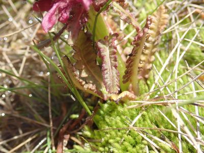 Pedicularis olympica, photographed by John Kenrick Gibson