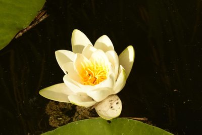 Nymphaea alba, photographed by Thorsten Hackbarth