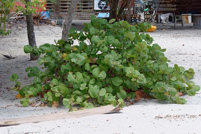 Coccoloba uvifera, photographed by Donald Davesne