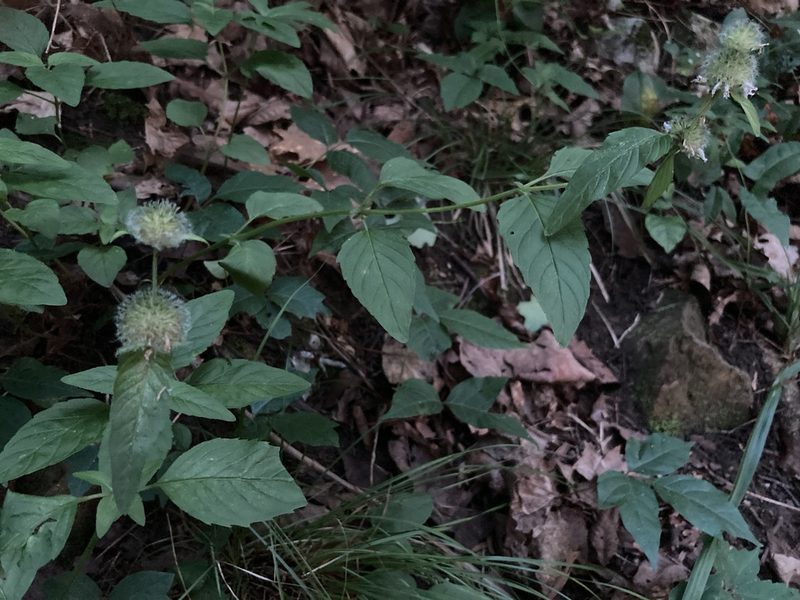 Blephilia subnuda, photographed by BluShine