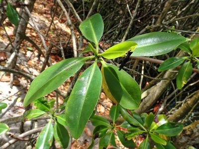 Rhizophora mangle