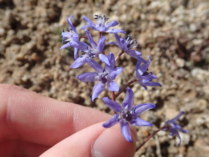 Scilla bifolia, photographed by John Kenrick Gibson
