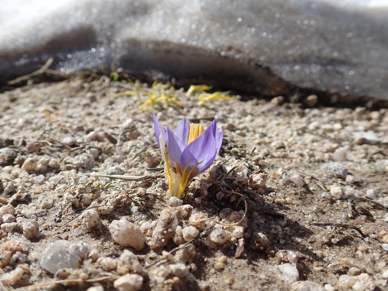 Crocus pulchricolor, photographed by John Kenrick Gibson