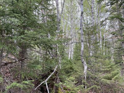 Betula papyrifera, photographed by Mary E. Macaulay, P.Eng.
