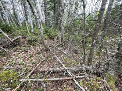 Betula papyrifera, photographed by Mary E. Macaulay, P.Eng.