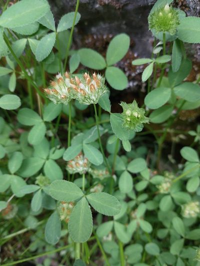 Trifolium cyathiferum, photographed by Drew Meyer