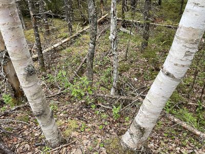 Betula papyrifera, photographed by Mary E. Macaulay, P.Eng.