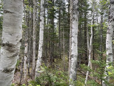 Betula papyrifera, photographed by Mary E. Macaulay, P.Eng.