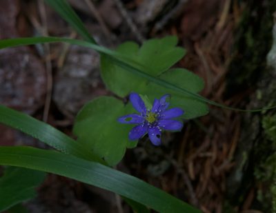 Hepatica transsilvanica, photographed by Conrad Altmann