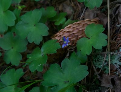 Hepatica transsilvanica, photographed by Conrad Altmann
