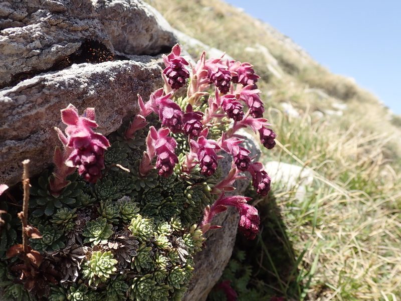 Saxifraga sempervivum, photographed by John Kenrick Gibson
