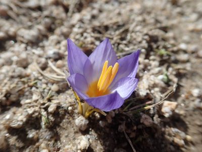 Crocus pulchricolor, photographed by John Kenrick Gibson