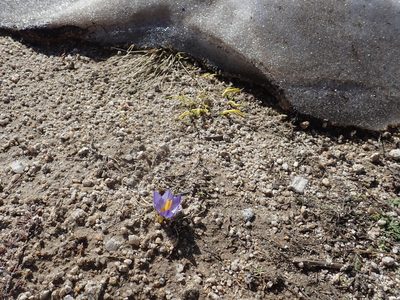 Crocus pulchricolor, photographed by John Kenrick Gibson