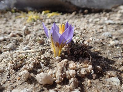 Crocus pulchricolor, photographed by John Kenrick Gibson