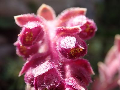 Saxifraga sempervivum, photographed by John Kenrick Gibson
