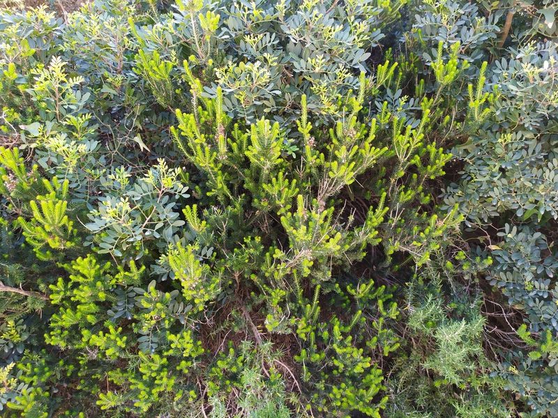 Erica multiflora, photographed by carnifex