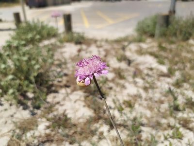 Scabiosa atropurpurea, photographed by carnifex