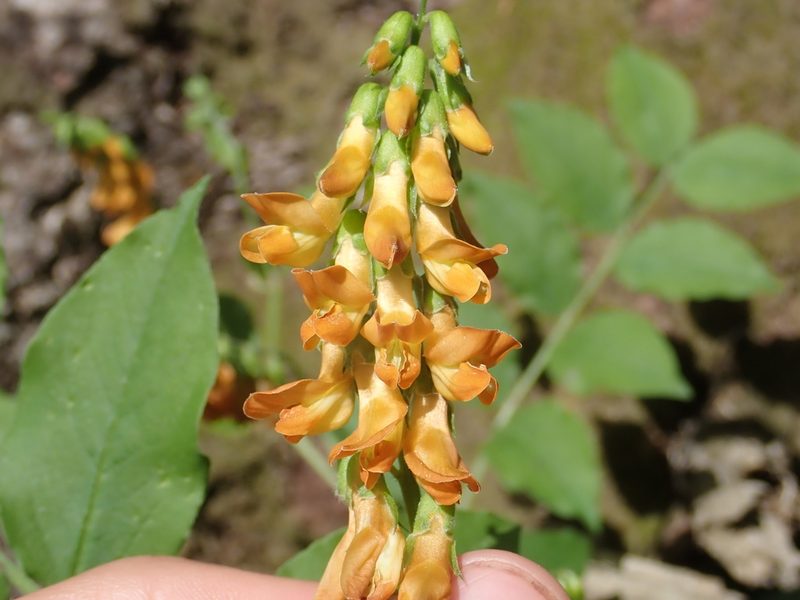 Lathyrus aureus, photographed by John Kenrick Gibson