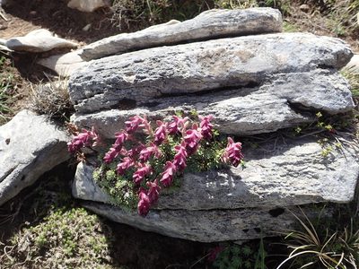Saxifraga sempervivum, photographed by John Kenrick Gibson