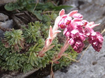 Saxifraga sempervivum, photographed by John Kenrick Gibson