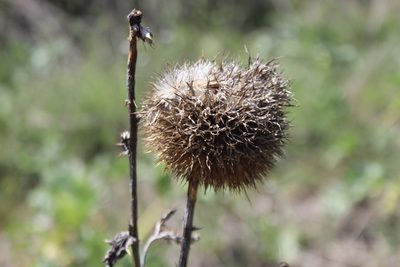 Echinops pungens, photographed by Edmundas Greimas