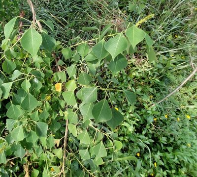 Triadica sebifera, photographed by 胡正恆(Jackson Hu)