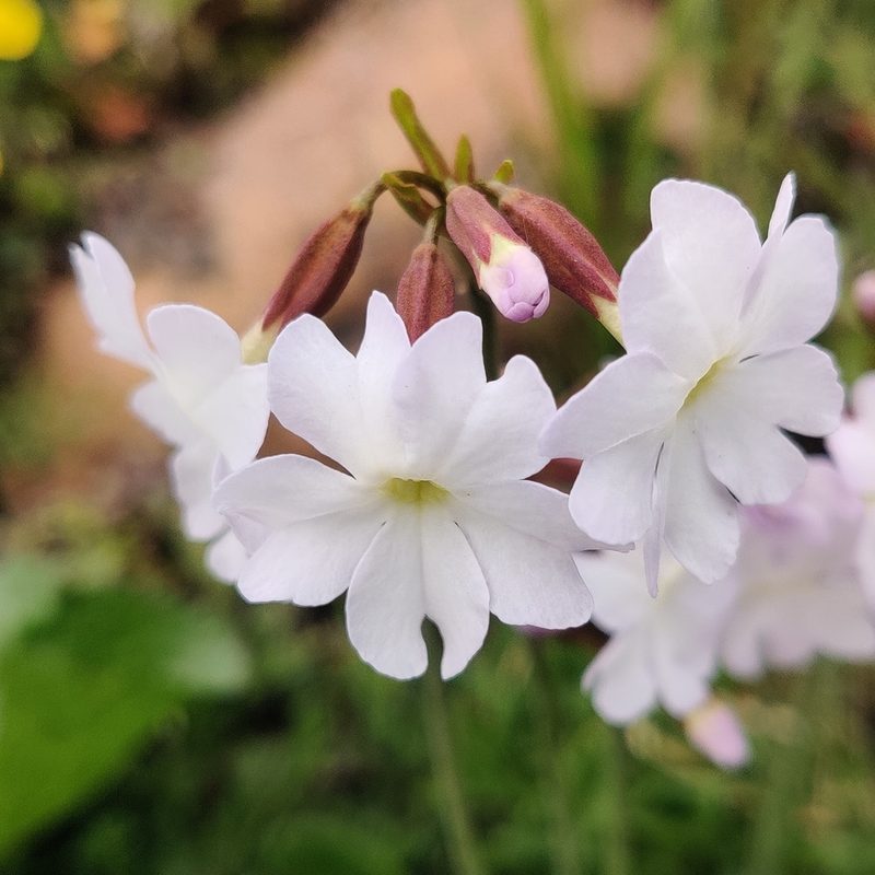 Primula munroi, photographed by Name