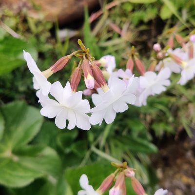 Primula munroi, photographed by Name