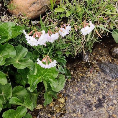 Primula munroi, photographed by Name