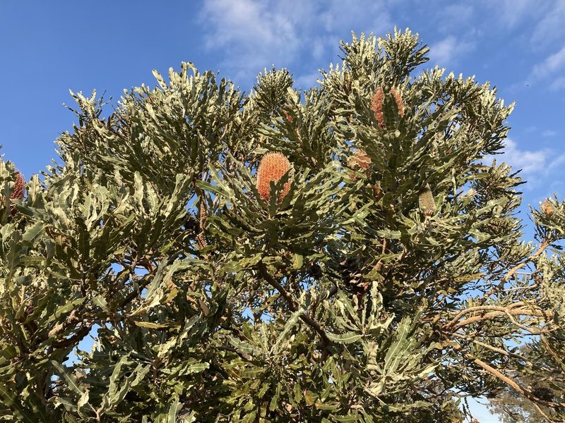 Banksia menziesii, photographed by T. Hammer