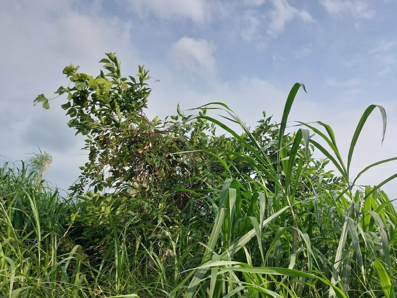 Morus indica, photographed by 胡正恆(Jackson Hu)