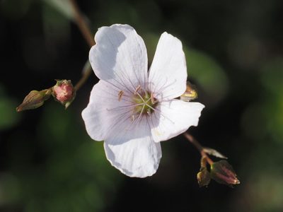 Linum tenuifolium, photographed by Michael Knapp