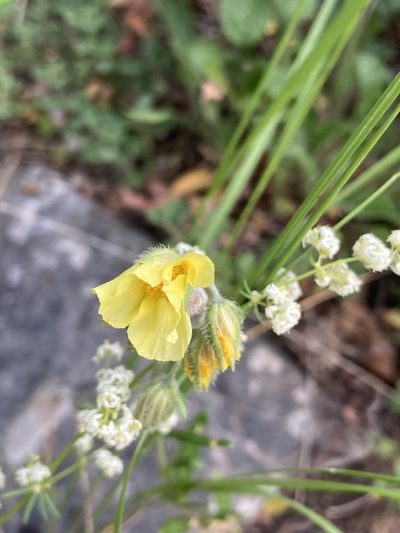 Helianthemum salicifolium, photographed by John Kenrick Gibson