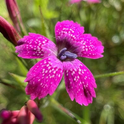 Dianthus armeria, photographed by Anne Parker