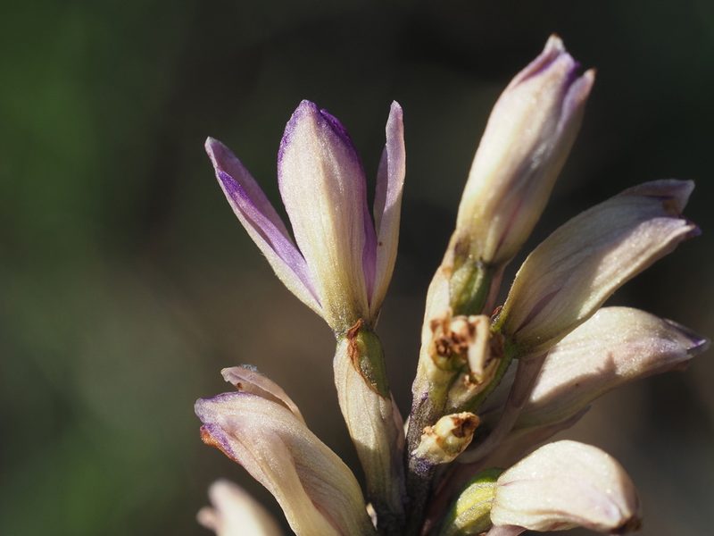 Limodorum abortivum, photographed by Michael Knapp