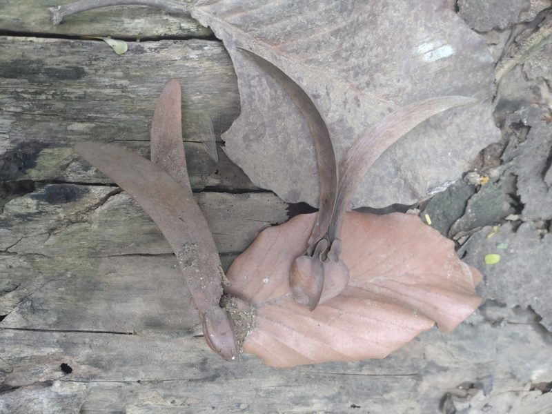 Dipterocarpus alatus, photographed by Utain Pummarin
