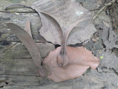 Dipterocarpus alatus, photographed by Utain Pummarin