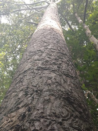 Dipterocarpus alatus, photographed by Utain Pummarin