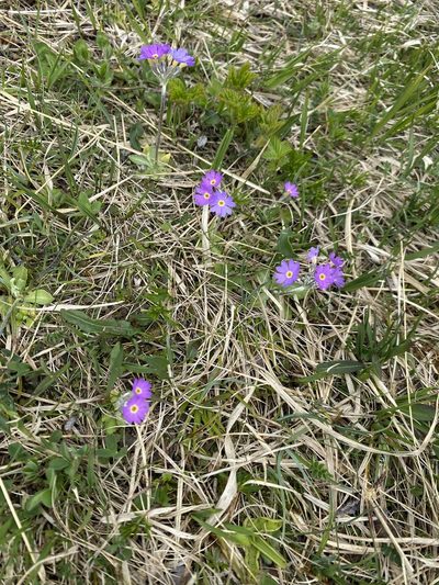 Primula scandinavica, photographed by Vsevolod Rudyi