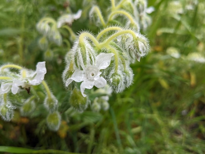 Borago officinalis, photographed by thulahn