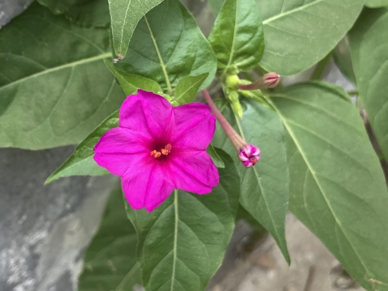 Mirabilis jalapa, photographed by Zinogre