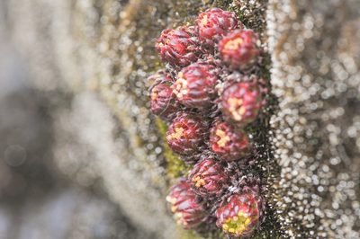 Saxifraga boussingaultii, photographed by Morten Ross
