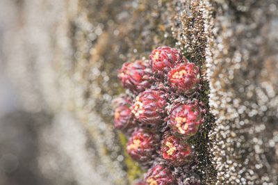 Saxifraga boussingaultii, photographed by Morten Ross