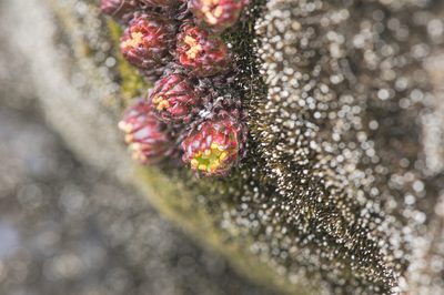 Saxifraga boussingaultii, photographed by Morten Ross
