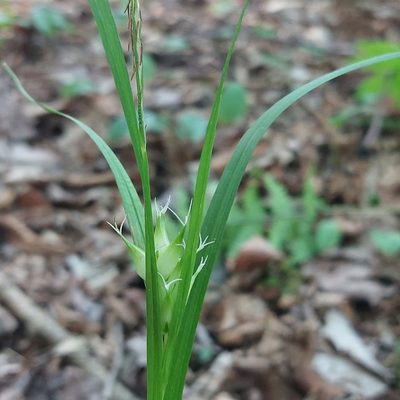 Carex intumescens, photographed by Tracy Sherbrook